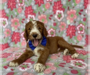 Goldendoodle Puppy for sale in LANCASTER, PA, USA