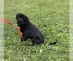 Small Photo #3 Cocker-Pei Puppy For Sale in MIDDLEBURY, IN, USA