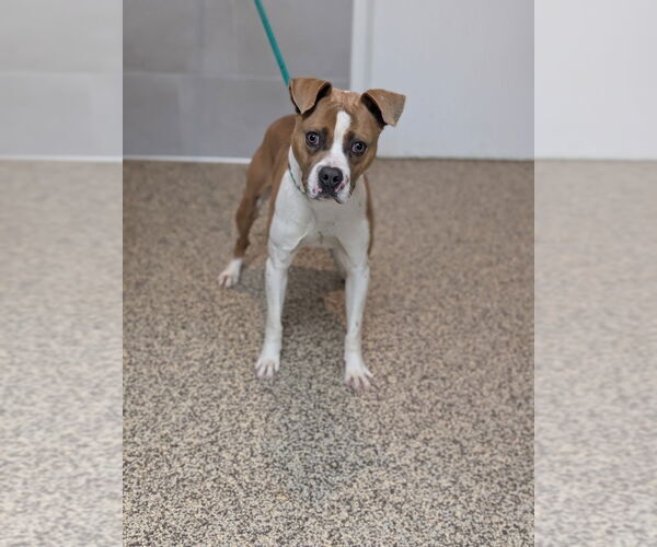 Medium Photo #10 Boxer-Unknown Mix Puppy For Sale in Canton, CT, USA