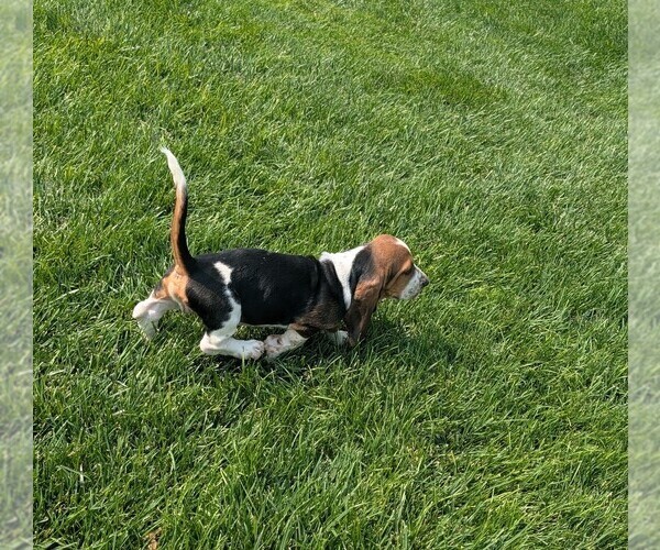 Medium Photo #10 Basset Hound Puppy For Sale in JEROME, ID, USA