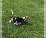 Small #9 Basset Hound