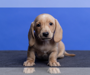 Dachshund Puppy for Sale in CROWLEY, Texas USA