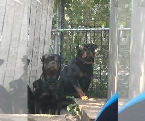 Mother of the Rottweiler puppies born on 12/16/2023