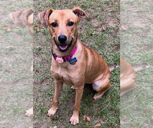 Max - Female Labrador Retriever-Retriever  Mix Dog for Adoption - Photo #2
