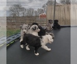 Small Photo #3 Aussiedoodle Puppy For Sale in COUCH, MO, USA