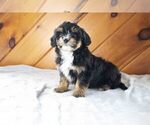 Puppy 5 Havanese-Miniature Australian Shepherd Mix