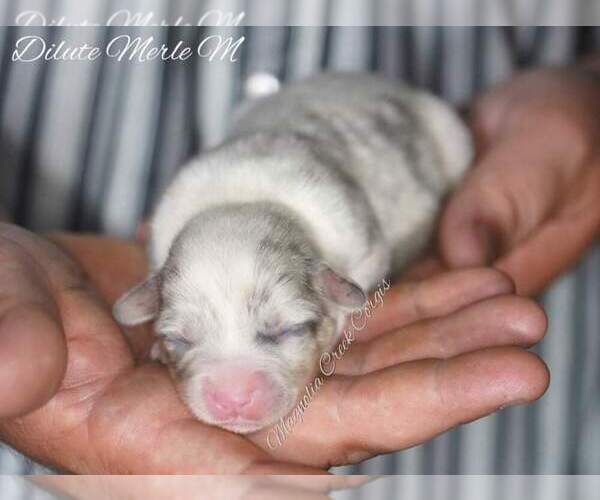 Medium Photo #6 Pembroke Welsh Corgi Puppy For Sale in ANDALUSIA, AL, USA