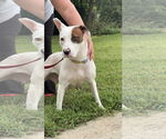 Small #1 American Pit Bull Terrier Mix