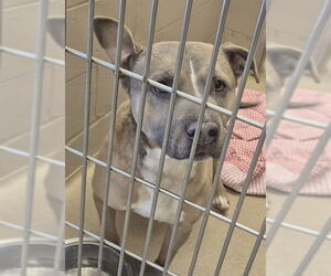 Mutt Dog for Adoption in Decatur, Illinois USA