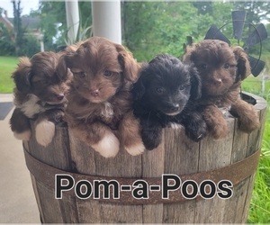 Pom-A-Poo Puppy for sale in MIDDLETOWN, IN, USA