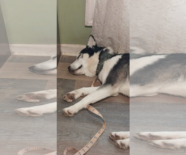 Medium Photo #4 Siberian Husky Puppy For Sale in Cumming, GA, USA