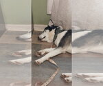 Small #3 Siberian Husky