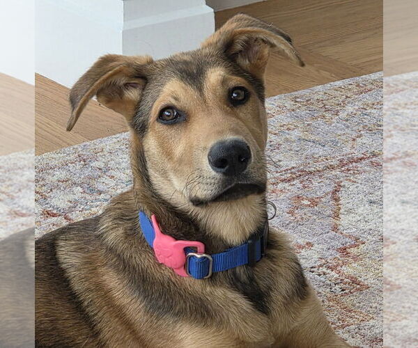 Medium Photo #1 German Shepherd Dog-Unknown Mix Puppy For Sale in Chico, CA, USA