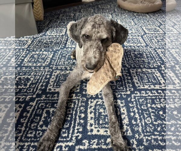 Medium Photo #2 Poodle (Standard) Puppy For Sale in Spring Lake, NC, USA