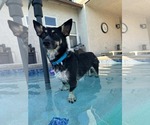 Small Photo #6 Chihuahua-Unknown Mix Puppy For Sale in Visalia, CA, USA