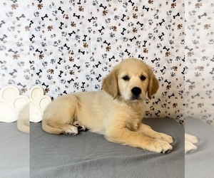Golden Retriever Puppy for sale in FRANKLIN, IN, USA