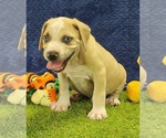 Small #5 Catahoula Leopard Dog