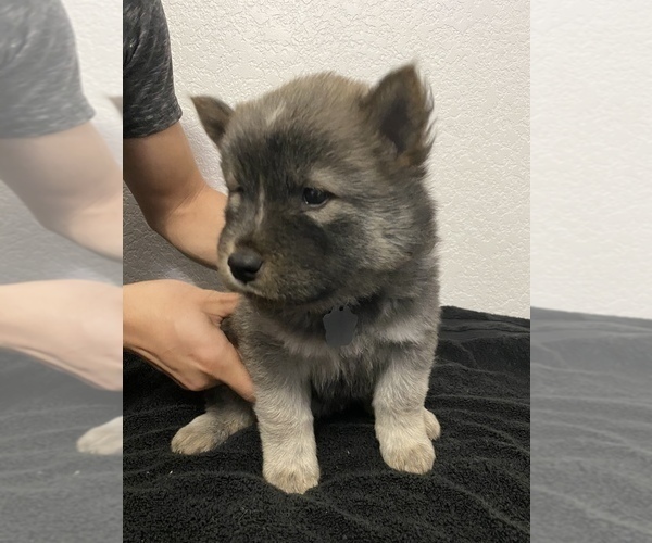 Medium Photo #1 Chow Chow-Siberian Husky Mix Puppy For Sale in DENVER, CO, USA