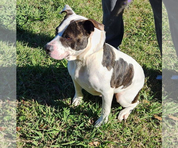 Medium Photo #1 American Pit Bull Terrier-Unknown Mix Puppy For Sale in Lafayette, LA, USA