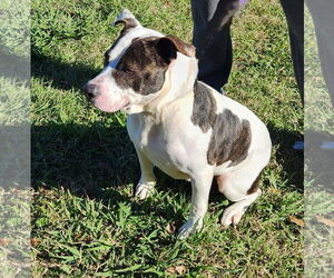 American Pit Bull Terrier-Unknown Mix Dogs for adoption in Lafayette, LA, USA