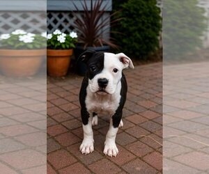American Pit Bull Terrier-Unknown Mix Dogs for adoption in Rochester, NY, USA