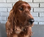 Small #1 Irish Setter