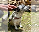 Small #9 Chihuahua Mix