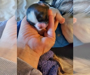Shih Tzu Puppy for sale in WICHITA, KS, USA
