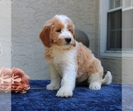 Small #2 Goldendoodle