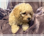 Small #1 Poodle (Miniature) Mix