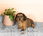 Small #1 Dachshund