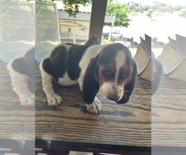 Medium Photo #1 Basset Hound Puppy For Sale in SQUAW VALLEY, CA, USA