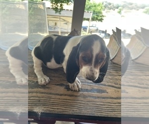 Basset Hound Puppy for Sale in SQUAW VALLEY, California USA