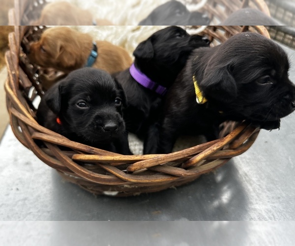 Medium Photo #9 Labrador Retriever Puppy For Sale in GREENVILLE, SC, USA