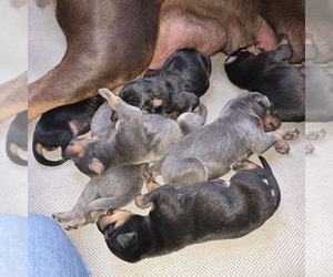 Doberman Pinscher Puppy for Sale in CARLINVILLE, Illinois USA