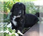 Small Photo #5 Bernedoodle Puppy For Sale in BROOKVILLE, OH, USA