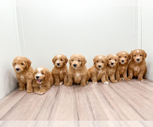 Goldendoodle (Miniature) Puppy for sale in MILLERSBURG, OH, USA