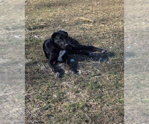 Yellow Creek : Zafar - Male Borador Dog for Adoption - Photo #2