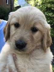 Golden Retriever Puppy for sale in WASHINGTON, GA, USA