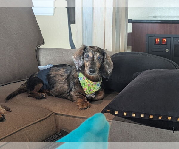 Medium Photo #5 Dachshund Puppy For Sale in Fruitland, SC, USA