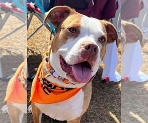 Mutt Dogs for adoption in Chester, NJ, USA