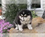Puppy 2 Pomsky