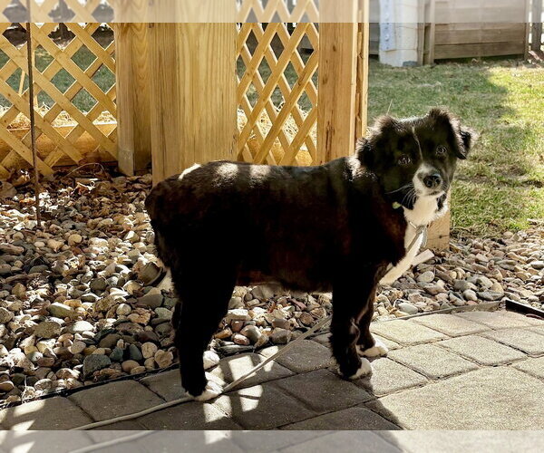 Medium Photo #4 Australian Shepherd Puppy For Sale in St. Louis Park, MN, USA