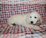 Small #6 Golden Retriever
