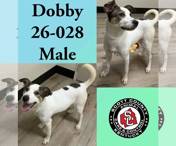 Medium Photo #1 Mutt Puppy For Sale in Georgetown, KY, USA