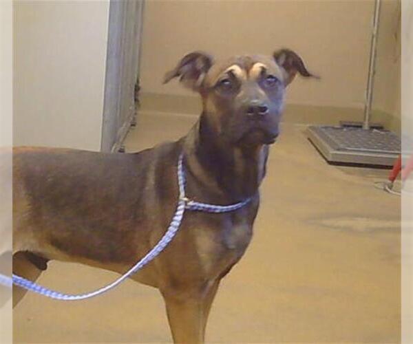 Medium Photo #1 Mutt Puppy For Sale in Sacramento, CA, USA