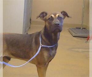 Mutt Dogs for adoption in Sacramento, CA, USA
