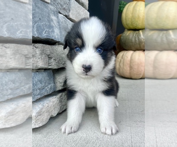 Medium Photo #2 Australian Shepherd Puppy For Sale in LODA, IL, USA
