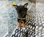 Small #1 German Shepherd Dog