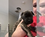 Image preview for Ad Listing. Nickname: Pepper